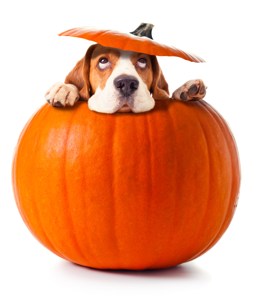 pumpkin for dogs with ibd